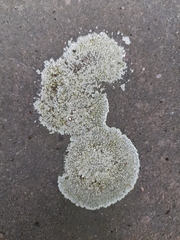 Protoparmeliopsis muralis