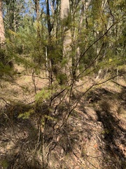 Acacia ulicifolia