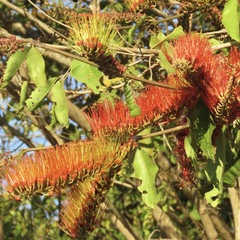 Combretum farinosum