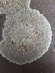 Protoparmeliopsis muralis