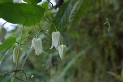 Clematis henryi