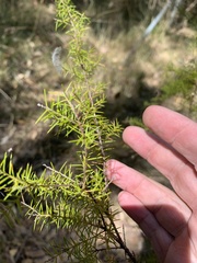 Acacia ulicifolia