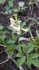 Corydalis cava