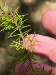 Acacia ulicifolia