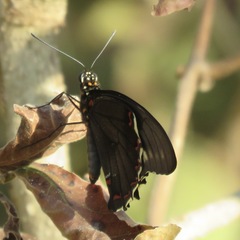 Battus polydamas polydamas