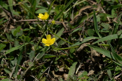 Ranunculus ternatus