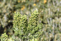 Ozothamnus cupressoides