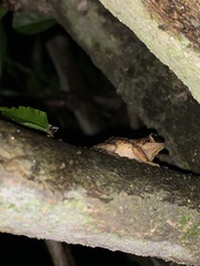 Pristimantis unistrigatus