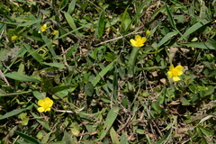 Ranunculus ternatus