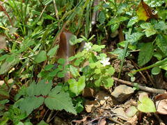 Dichocarpum adiantifolium