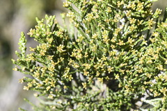 Ozothamnus cupressoides