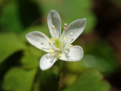 Dichocarpum adiantifolium