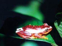 Hyperolius rubrovermiculatus