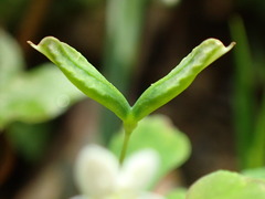 Dichocarpum adiantifolium