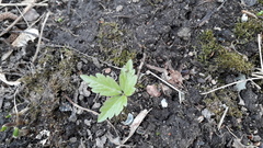 Cardamine glanduligera