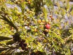 Acrothamnus melaleucoides