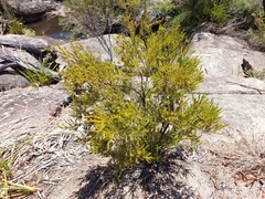 Acrothamnus melaleucoides