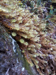 Ptychomnion aciculare