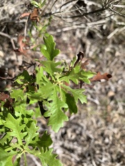 Morella quercifolia