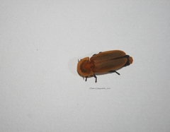 Abscondita