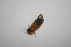 Abscondita