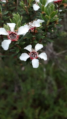 Leptospermum lanigerum
