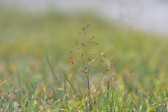 Agrostis infirma