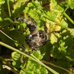 Phidippus audax