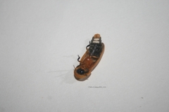 Abscondita