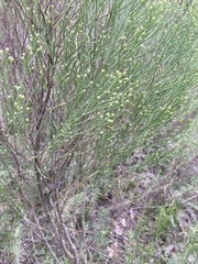 Baccharis notosergila