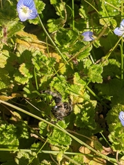 Phidippus audax