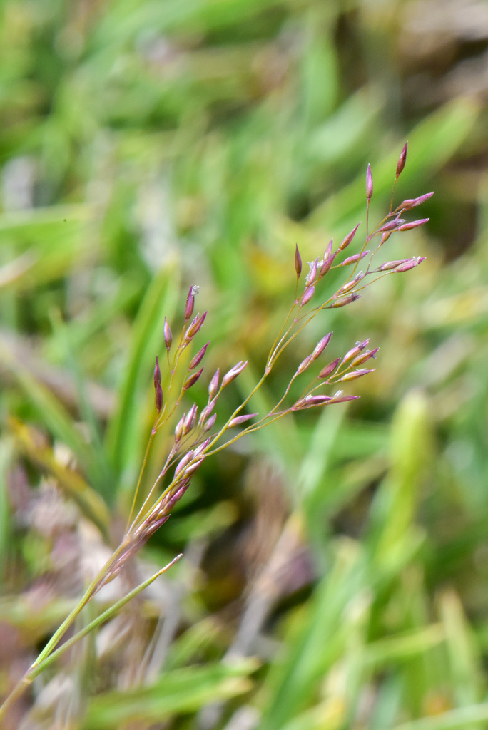 Agrostis infirma