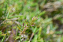 Agrostis infirma