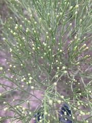 Baccharis notosergila