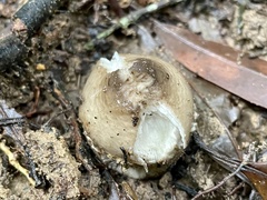 Amanita vestita