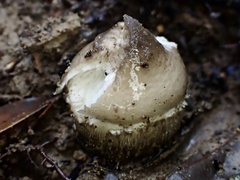 Amanita vestita