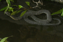 Homalopsis mereljcoxi