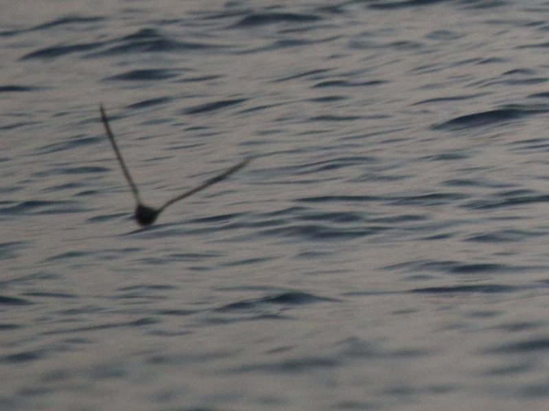 Dark storm-petrel skimming just above the sea surface