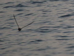 Hydrobates monorhis