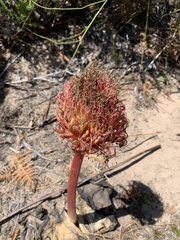 Haemanthus sanguineus