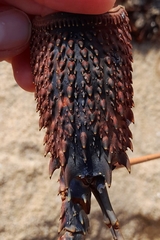 Sagmariasus verreauxi