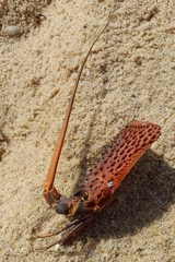 Sagmariasus verreauxi