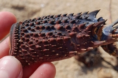 Sagmariasus verreauxi