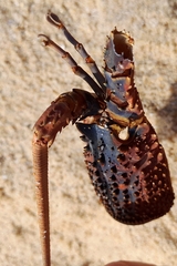 Sagmariasus verreauxi