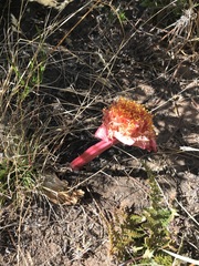 Haemanthus sanguineus