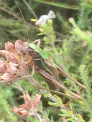 Metrioptera brachyptera