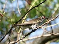 Chrysococcyx minutillus