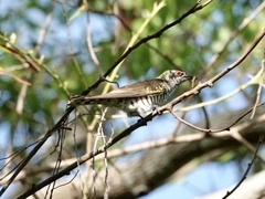 Chrysococcyx minutillus