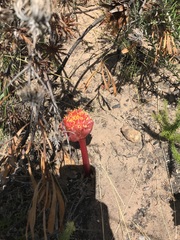 Haemanthus sanguineus