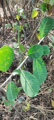 Ficus tinctoria